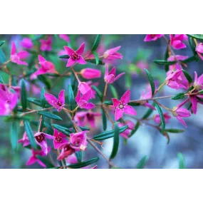 Essence simple de boronia...