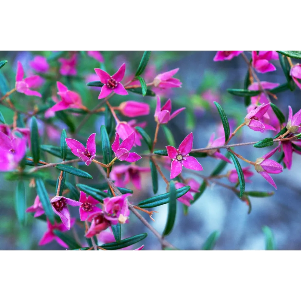 Esencia única de arbusto australiano - Boronia 15 ml
