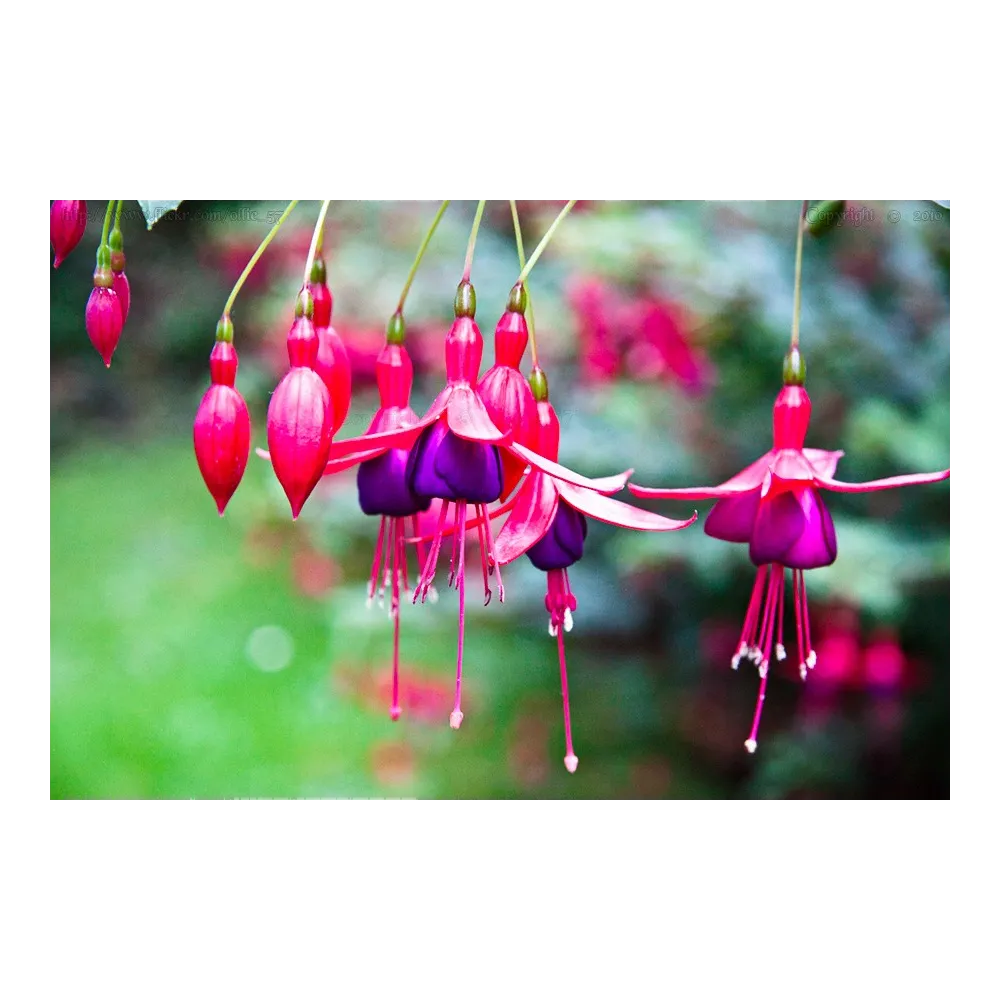 Esencias individuales de arbusto australiano - Bush Fuchsia 15 ml