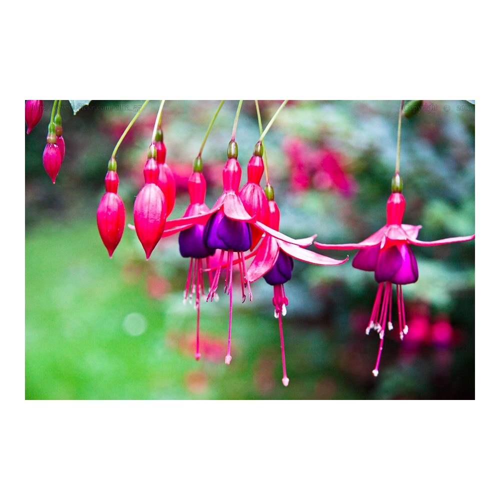 Essenze Singole Australian Bush - Bush Fuchsia 15 ml