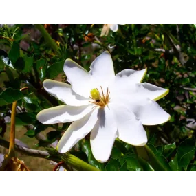 Australian Bush Single...