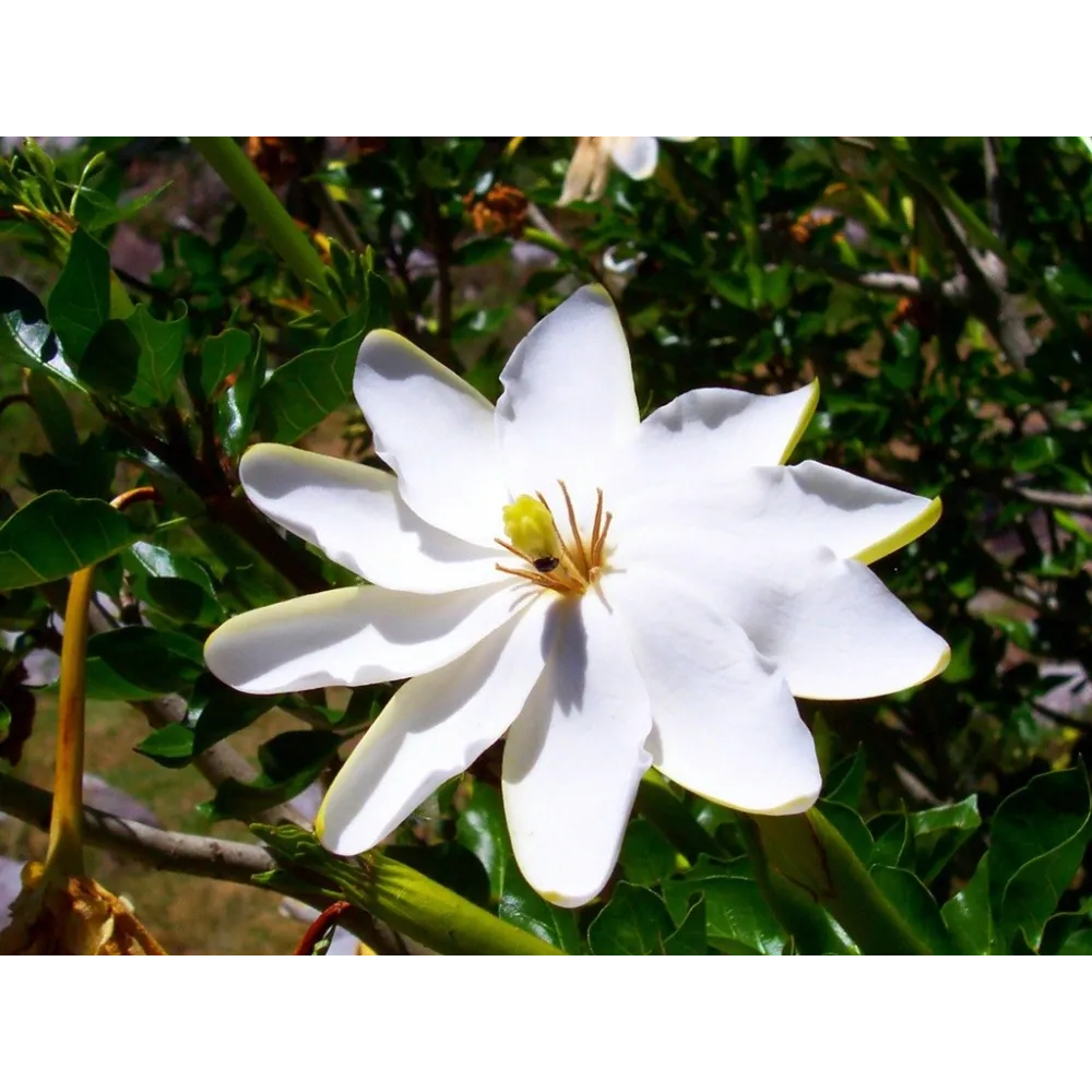 Esencias individuales de arbusto australiano - Gardenia arbustiva 15 ml