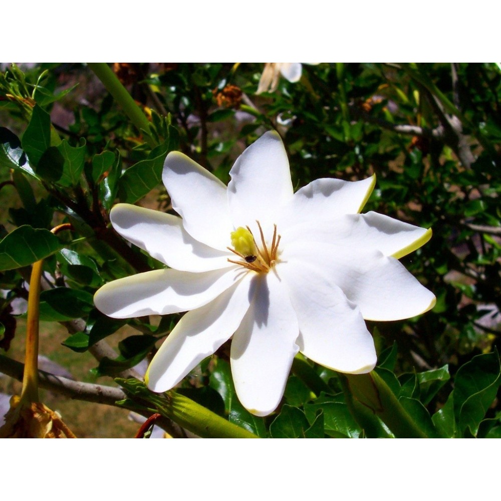 Essenze Singole Australian Bush - Bush Gardenia 15 ml