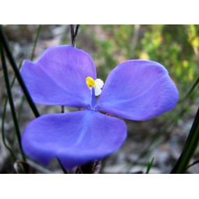 Single Essences Buisson Australien - Bush Iris 15 ml