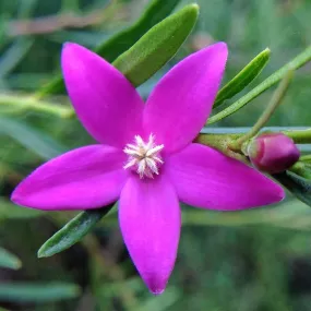 Australian Bush Flower...