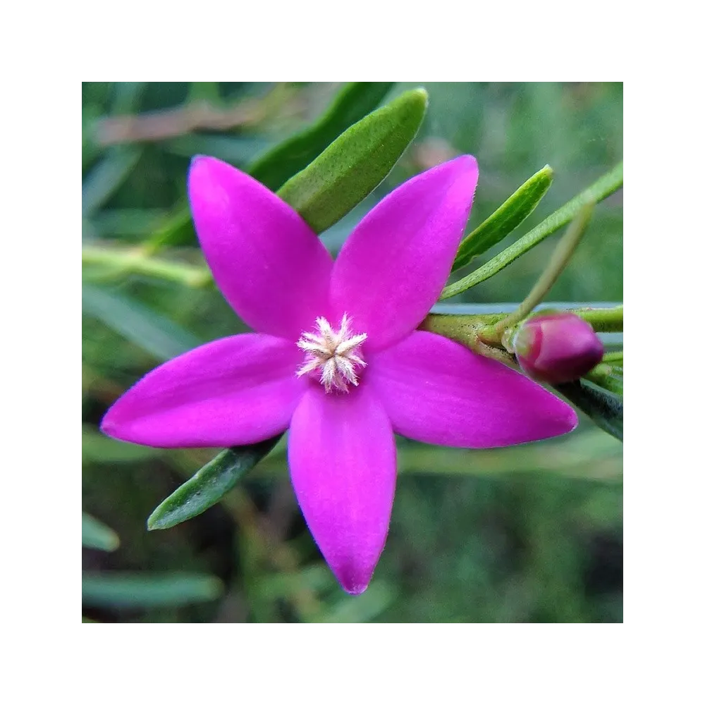 Esencias florales de arbusto australiano - Crowea 15 ml