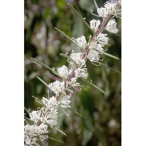 Essences florales du bush...