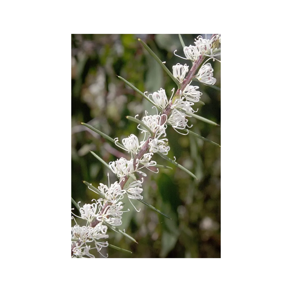 Australian Bush Flower Essences - Dagger Hakea 15 ml
