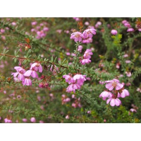 Esencias únicas Arbusto Australiano - Rosa canina 15 ml