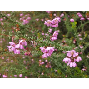 Essences florales du bush...