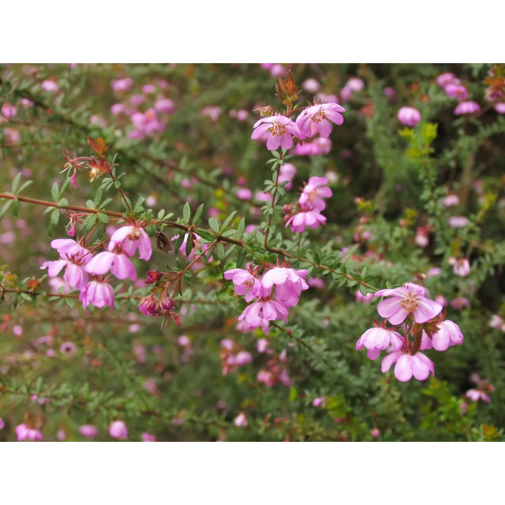 Essences florales du bush australien - Églantier 15 ml