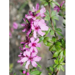 Essences florales du bush...