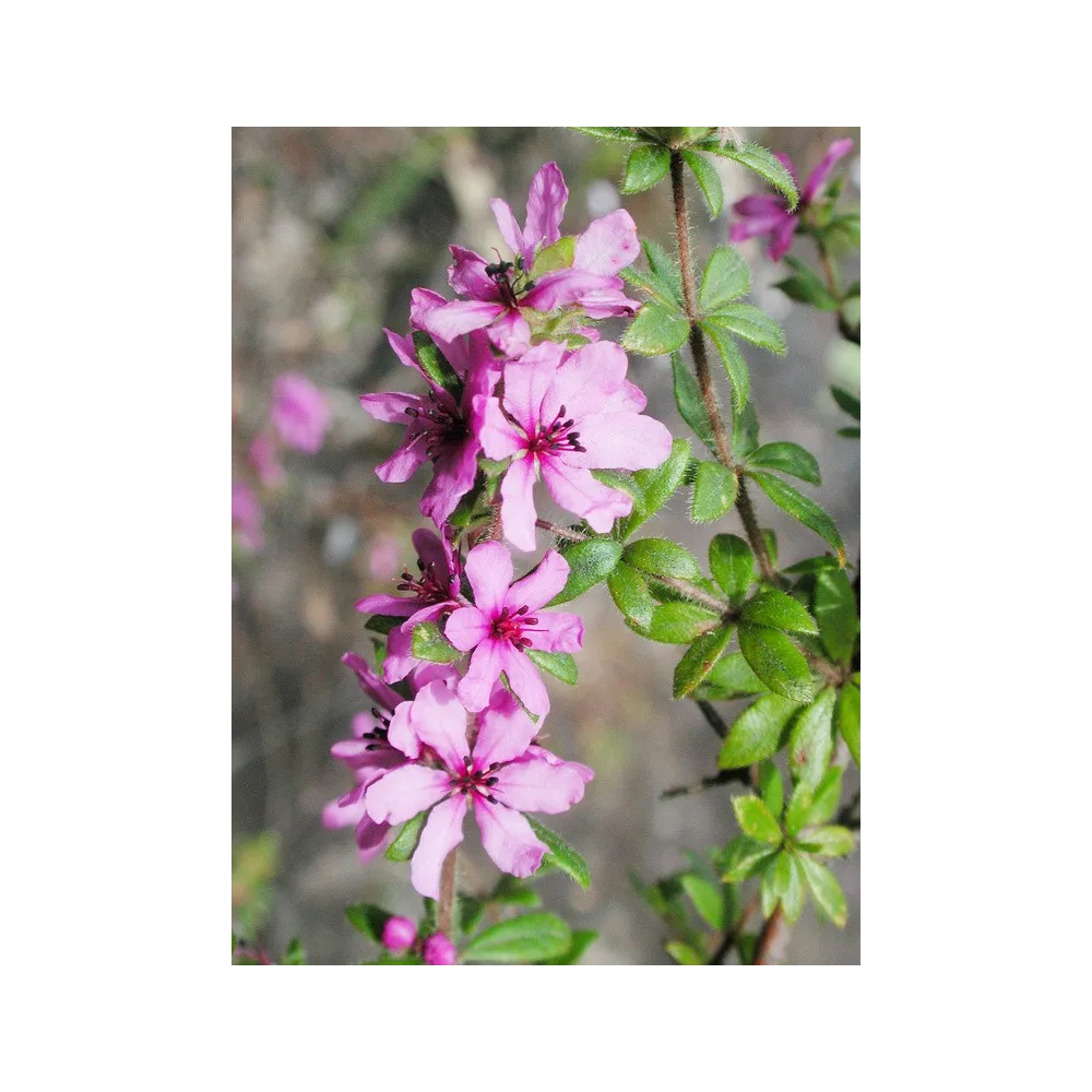 Esencias florales de arbusto australiano - Rosa canina de fuerzas salvajes 15 ml