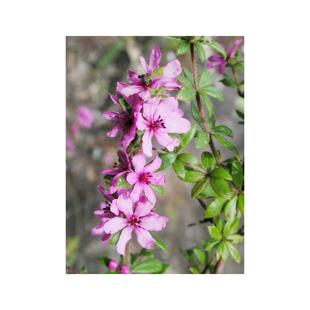 Single Essences Arbusto Australiano - Rosa Canina de las Fuerzas Salvajes 15 ml