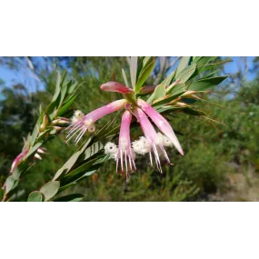 Essences florales du bush...