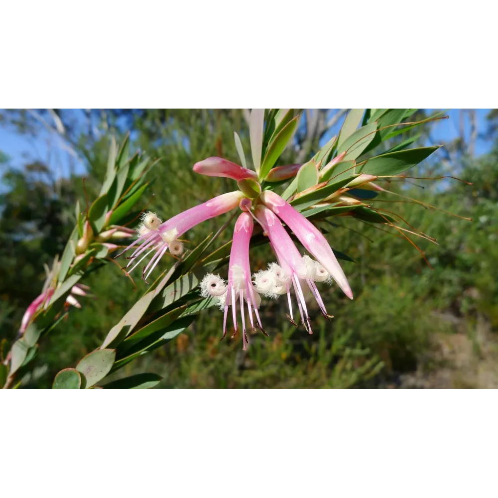 Essences florales du bush australien - Five Corners 15 ml