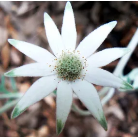 Australian Bush Flower...