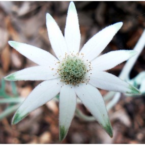 Single Essences Buisson Australien - Fleur de Flanelle 15 ml