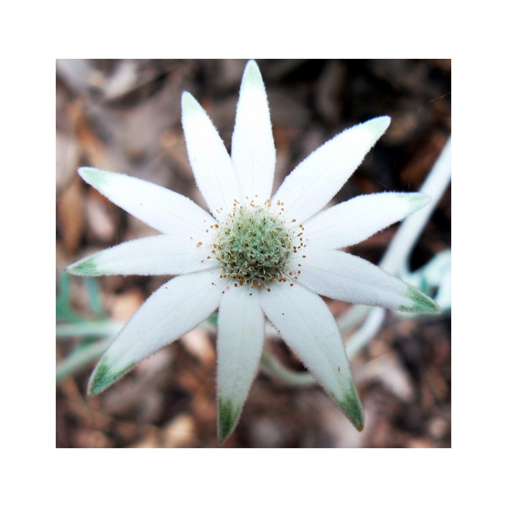 Esencias únicas Arbusto Australiano - Flor de Franela 15 ml