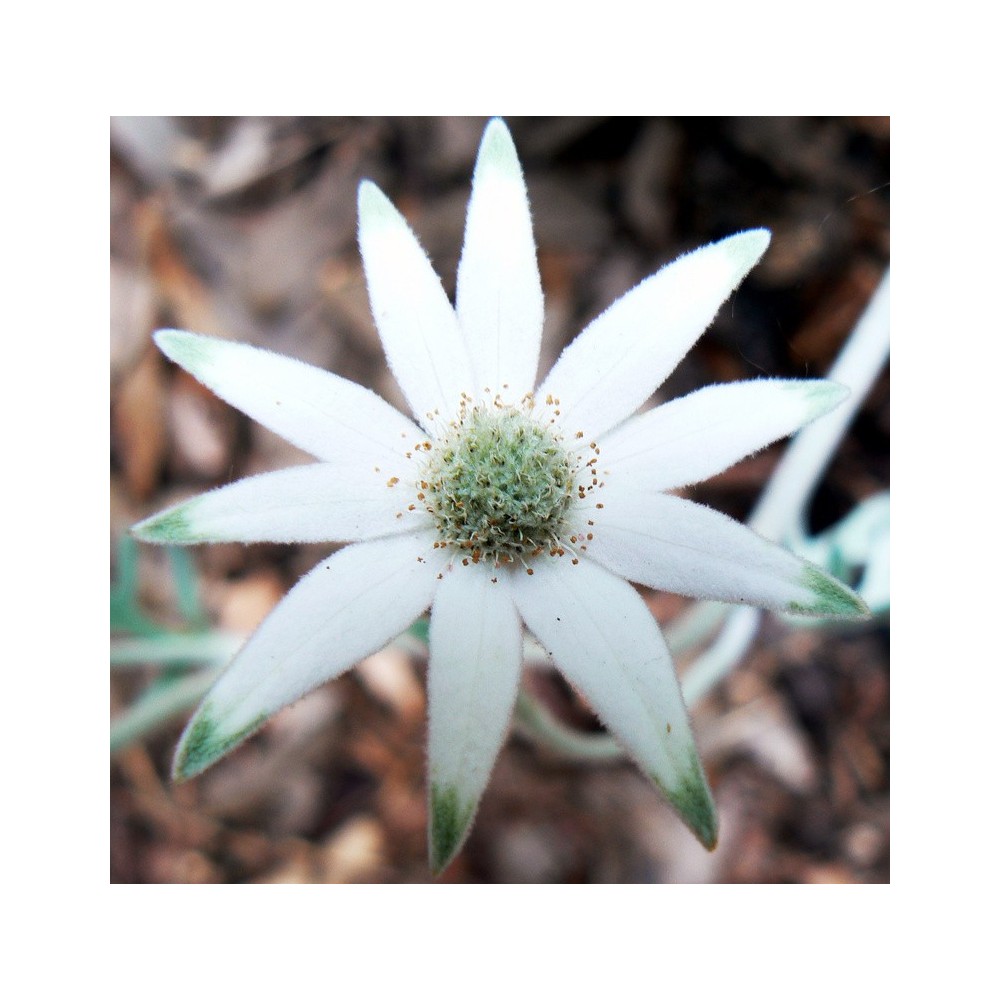 Single Essences Australian Bush - Flannel Flower 15 ml