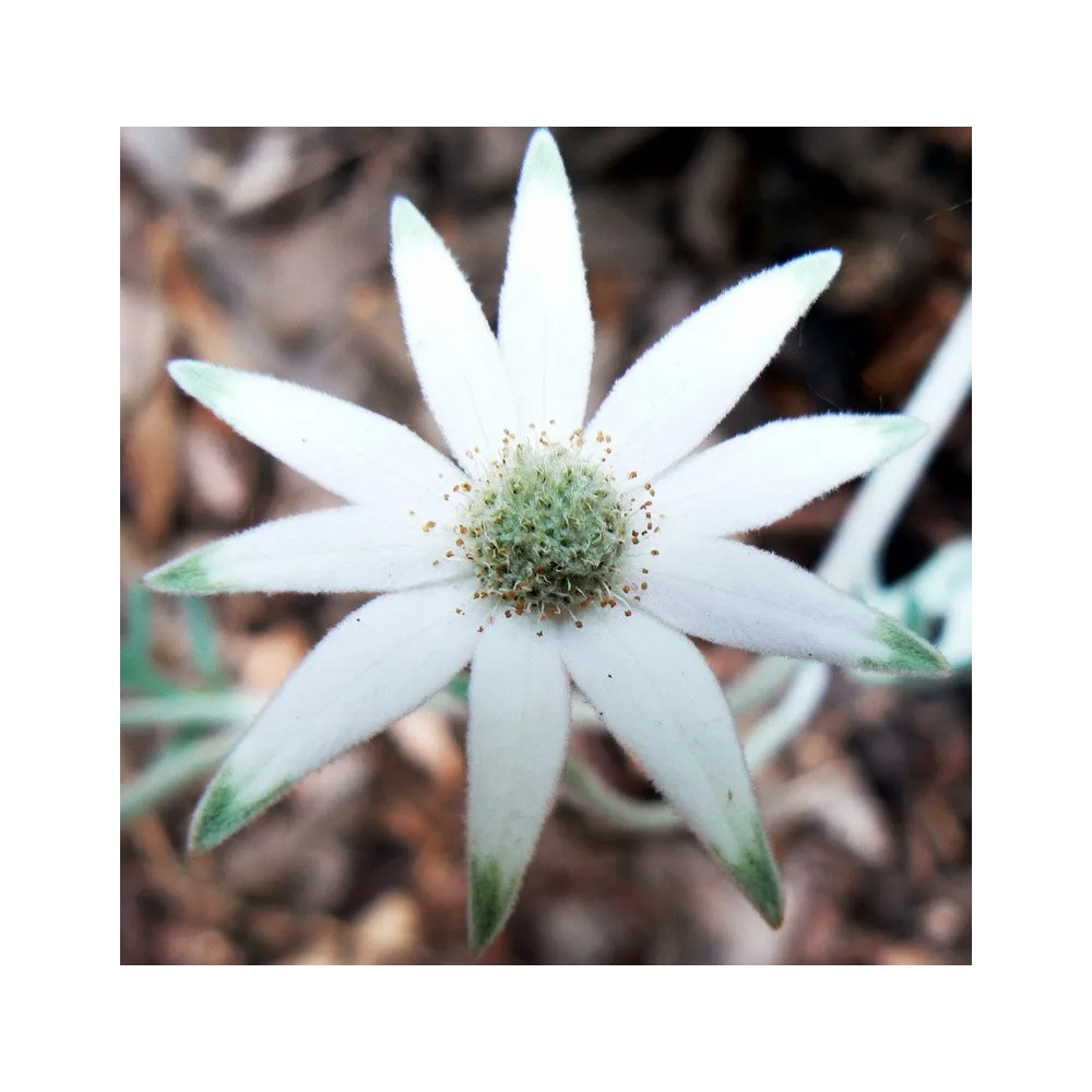 Single Essences Australian Bush - Flannel Flower 15 ml