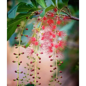 Essences florales du bush...