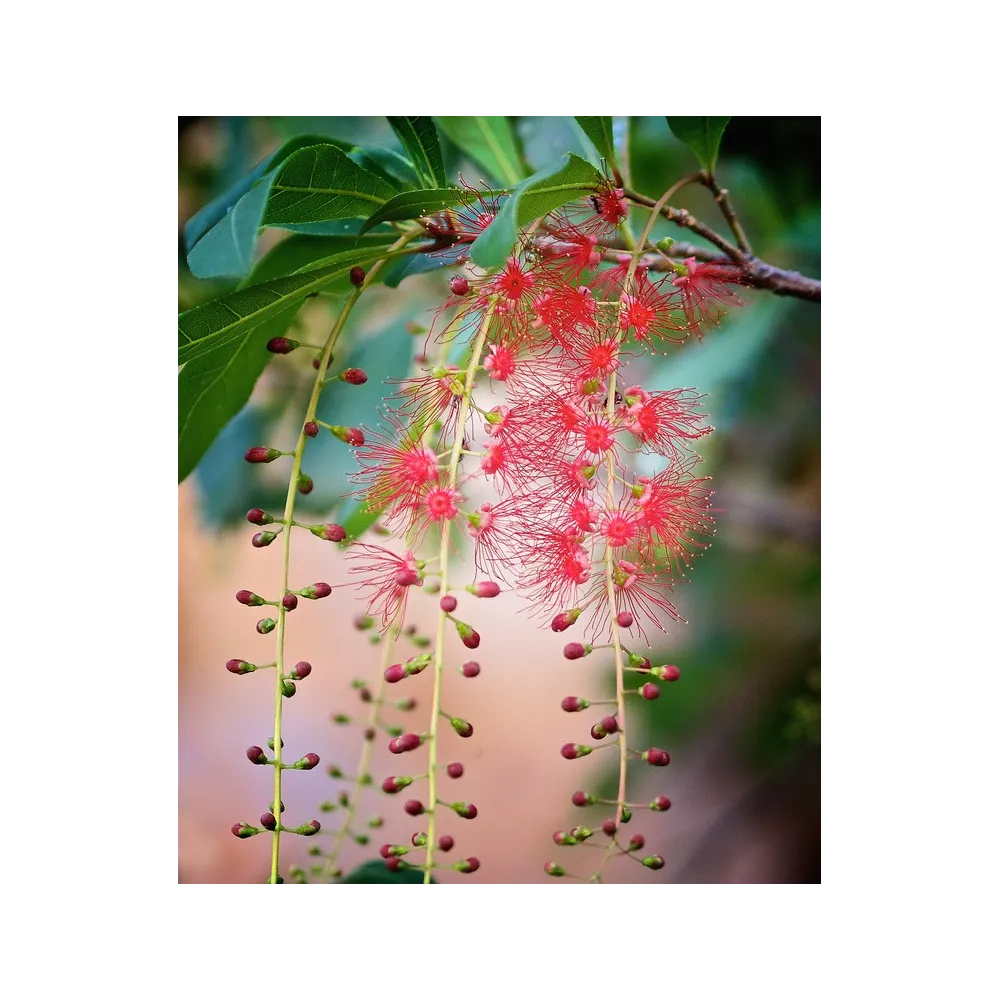 Single Essences Australian Bush - Eau Douce Mangrove 15 ml