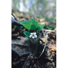 Essence simple Alaska -...