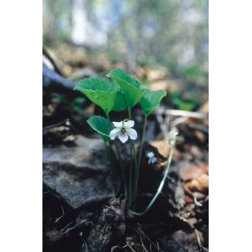 Essence unique d'Alaska - Violette blanche (Viola renifolia) 7,4 ml