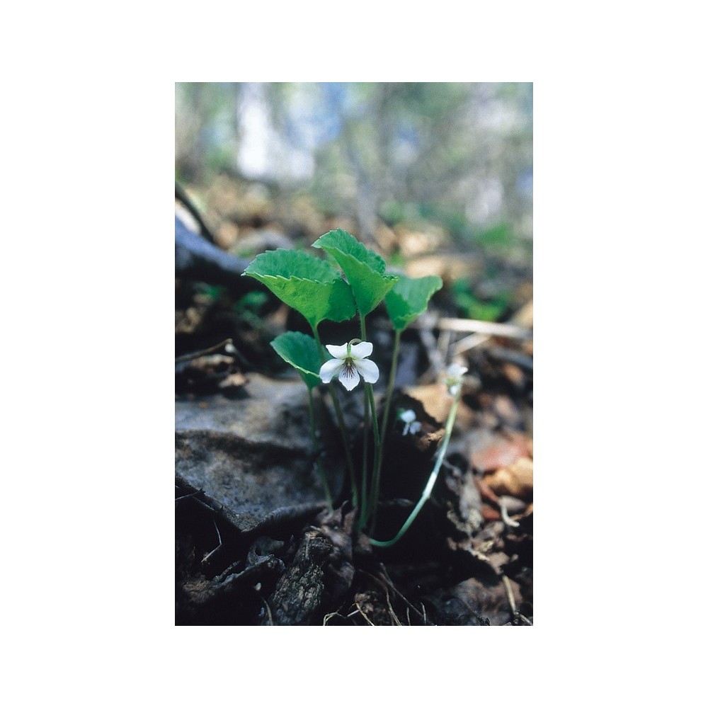 Esencia única de Alaska - Violeta blanca (Viola renifolia) 7,4 ml