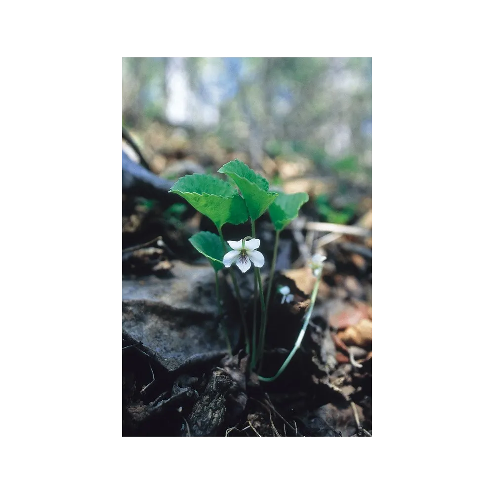Essence unique d'Alaska - Violette blanche (Viola renifolia) 7,4 ml
