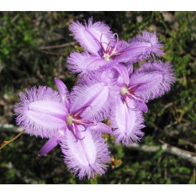 Single Essences Arbusto Australiano - Violeta con Flecos 15 ml