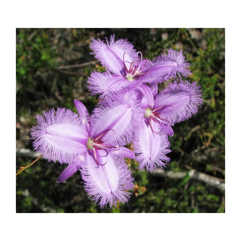 Esencias florales de arbusto australiano - Violeta con flecos 15 ml