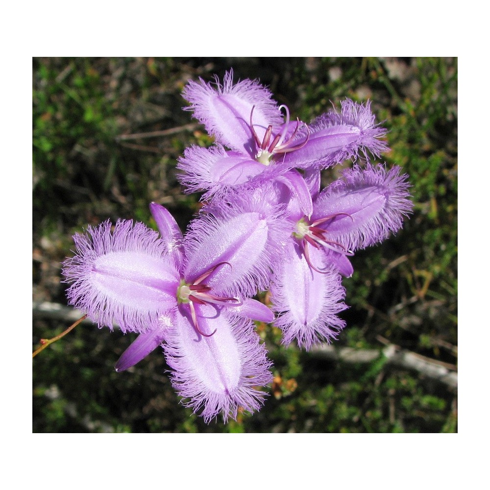 Single Essences Australian Bush - Fringed Violet 15 ml