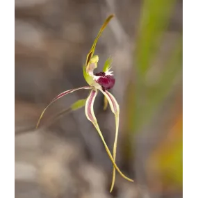 Australian Bush Flower...