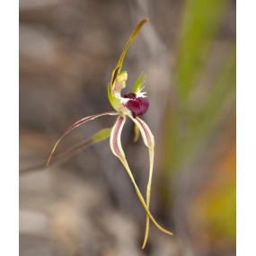 Single Essences Australian Bush - Orchidée araignée verte 15 ml