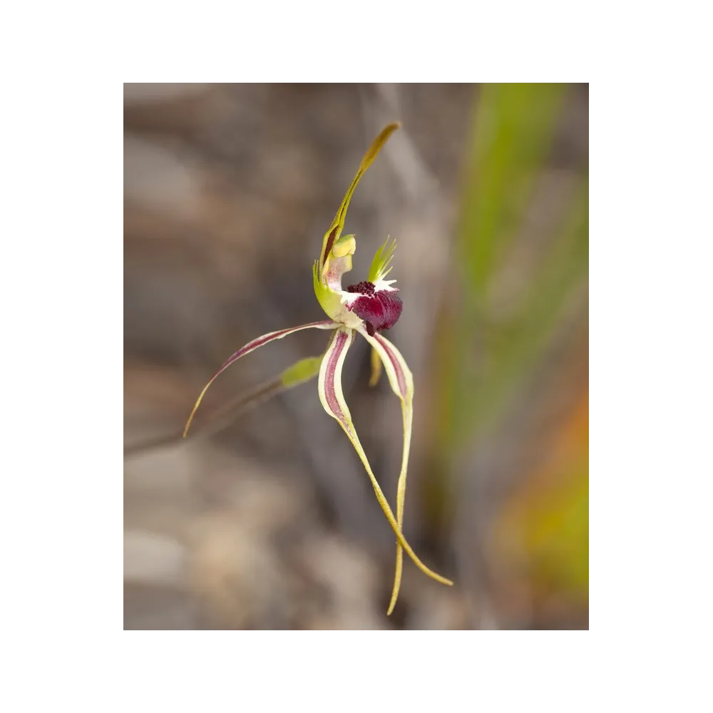 Esencias florales de arbusto australiano - Orquídea araña verde 15 ml