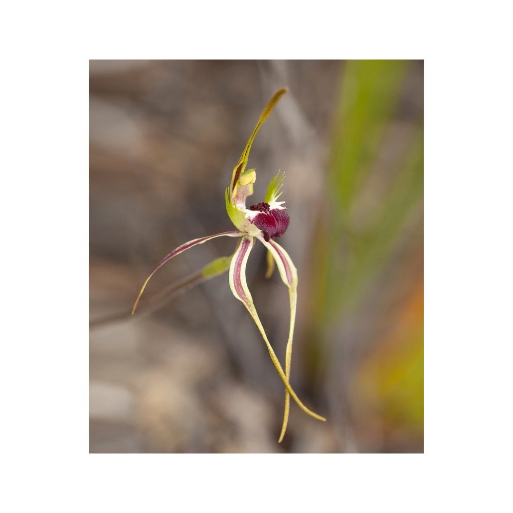 Single Essences Australian Bush - Green Spider Orchid 15 ml
