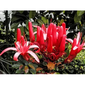 Essences florales du bush...