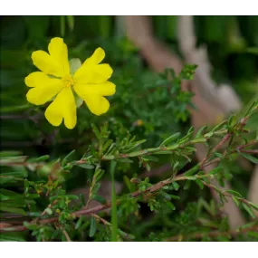 Australian Bush Flower...