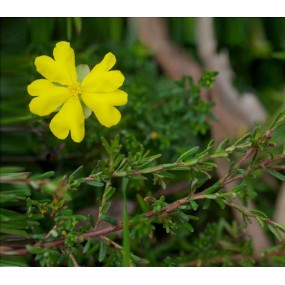 Esencias únicas Arbusto Australiano - Hibbertia 15 ml