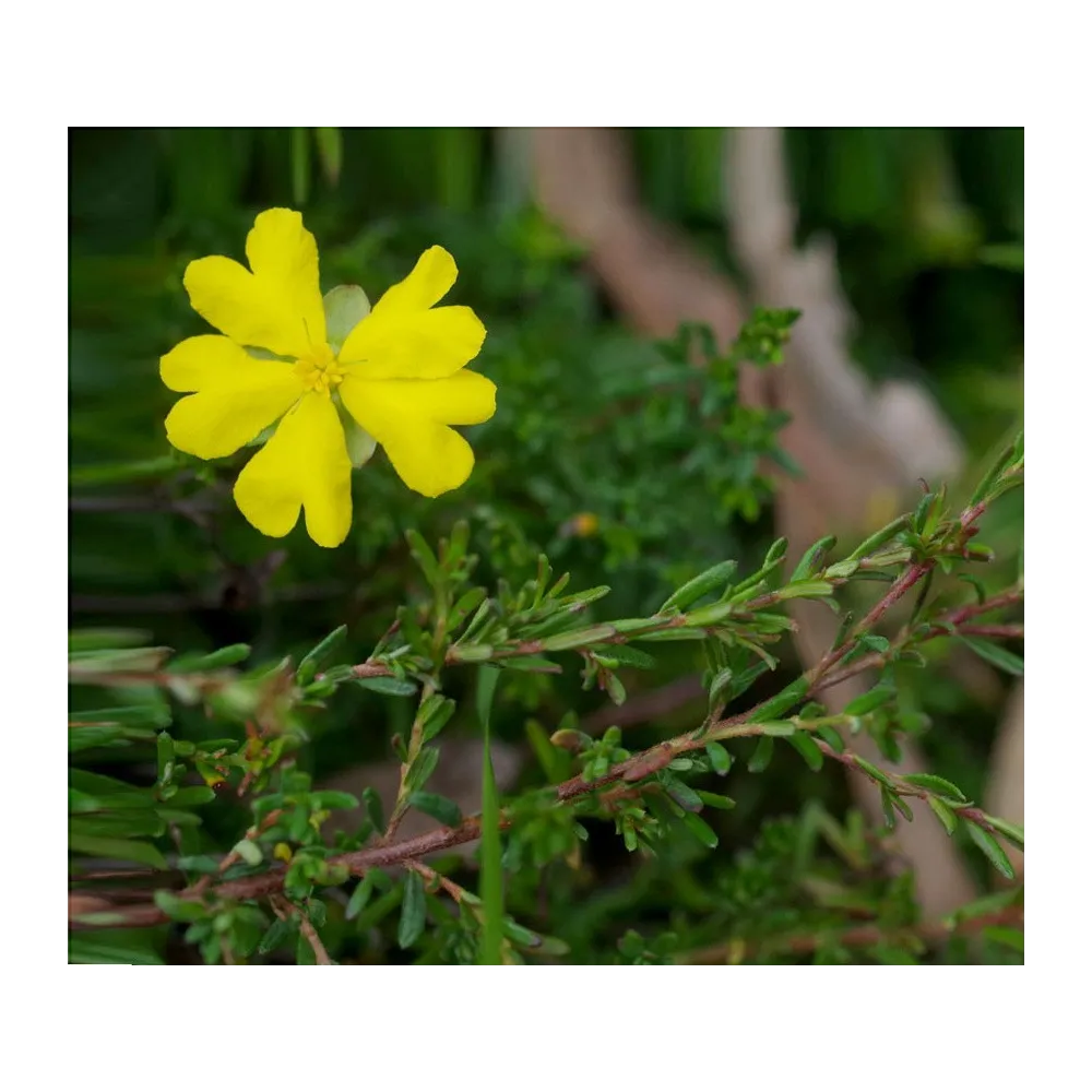 Essences florales du bush australien - Hibbertia 15 ml