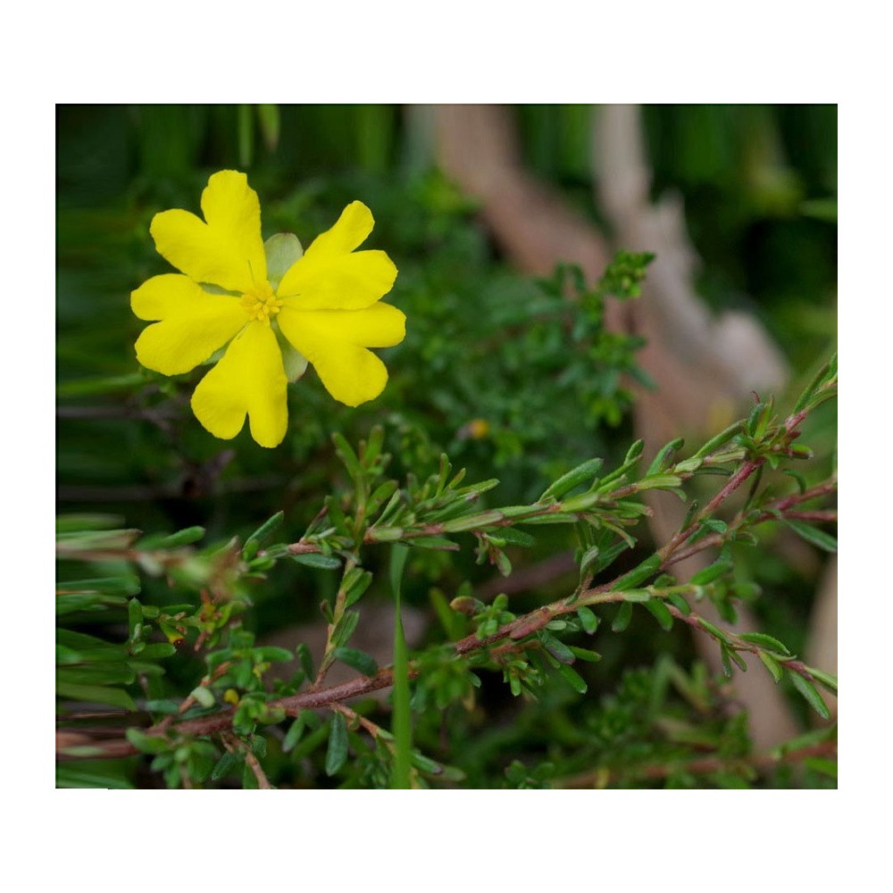 Essenze Singole Australian Bush - Hibbertia 15 ml