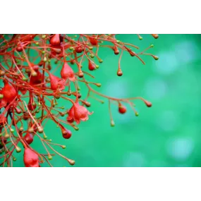 Essences florales du bush...