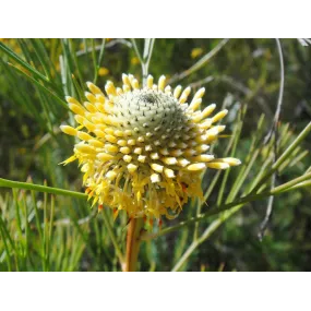 Essences florales du bush...