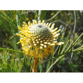 Essences uniques Buisson Australien - Isopogon 15 ml