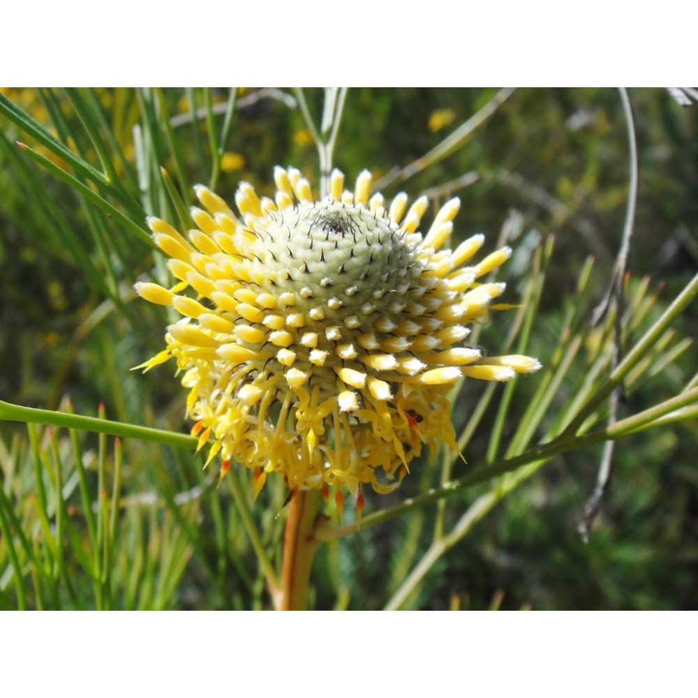 Einzelne Essenzen Australian Bush - Isopogon 15 ml