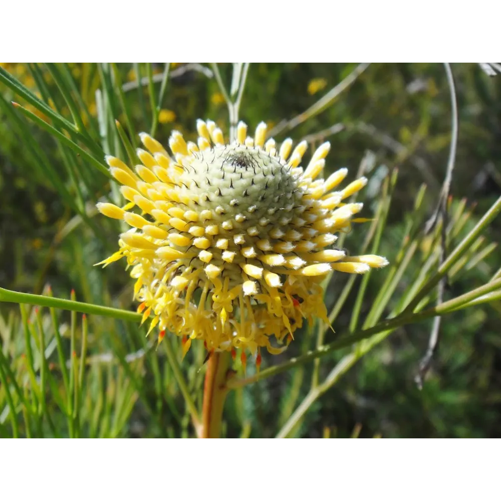 Esencias florales de arbusto australiano - Isopogon 15 ml
