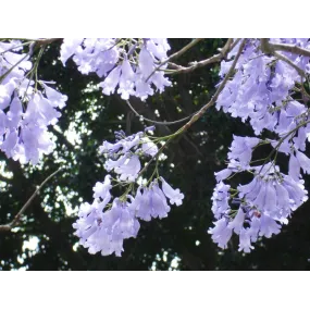 Single Essences Buisson...