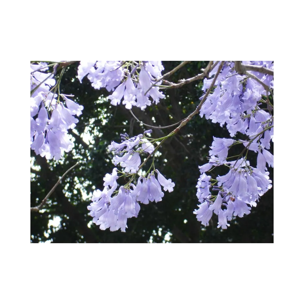 Esencias únicas Arbusto Australiano - Jacarandá 15 ml